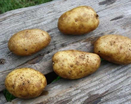 Opis odrody zemiakov Šťastie, jej vlastnosti a odporúčania pre pestovanie