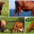 Koľko rokov žijú kravy v priemere doma a tabuľku rokov