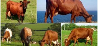 Descripción y características de las vacas rojas danesas, su contenido.