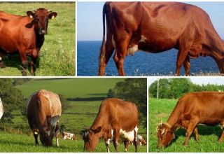 Beschrijving en kenmerken van rode Deense koeien, hun inhoud