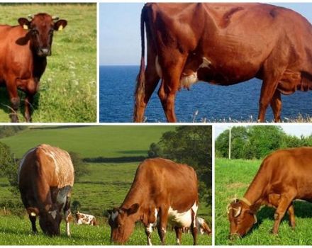 Beskrivelse og karakteristika for røde danske køer, deres indhold