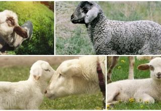 Hogyan kezelhető és miért jelentkezik hasmenés a bárányon, mit kell tenni és mit lehet adni?