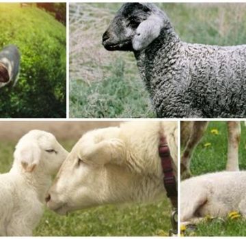 כיצד לטפל ומדוע שלשול מופיע אצל כבשים, מה לעשות ומה ניתן לתת