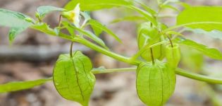 Kā audzēt un rūpēties par fizalis siltumnīcā, augu apraksts un padomi