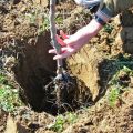 Uzgoj marelica na Uralu na otvorenom polju, opis zimsko otpornih sorti i briga