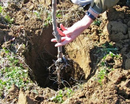 Uzgoj marelica na Uralu na otvorenom polju, opis zimsko otpornih sorti i briga