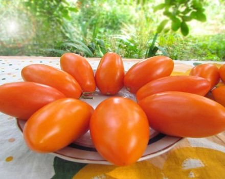 Pomidorų Elisha veislės ir jos savybių aprašymas