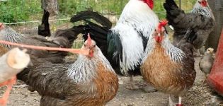 Description of the tricolor chicken breed, conditions of detention and diet