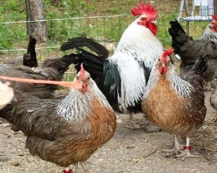 Beskrivelse af tricolor kyllingrasen, tilbageholdelsesbetingelser og diæt