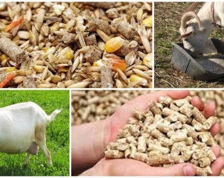 Najlepszy sposób żywienia ciężarnej kozy oraz diety zwierzęcia przed i po porodzie