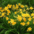 30 ποικιλίες και είδη daylilies ανθίζουν όλο το καλοκαίρι με περιγραφές και χαρακτηριστικά
