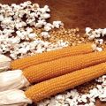 Nazivi sorti kukuruza za kokice, njihovo uzgoj i skladištenje