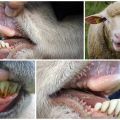 The number of teeth in a ram and the structure of the jaw, how to determine age by them