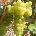 Opis i karakteristike sorte grožđa Korinka Russkaya, prednosti i nedostaci, uzgoj