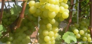 Opis i cechy odmiany winogron Korinka Russkaya, zalety i wady, uprawa
