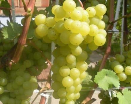 A Korinka Russkaya szőlőfajta leírása és jellemzői, előnyei és hátrányai, termesztés