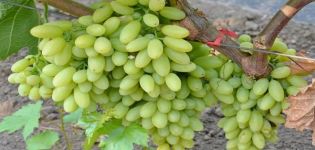 Beschrijving en kenmerken van de rozijnen druivensoort Eeuw, teelt en zorg