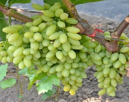 Opis i karakteristike sorte grožđa grožđica Stoljeće, uzgoj i njega