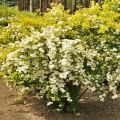 Description of varieties of spirea Wangutta, planting and care, reproduction and pruning