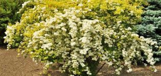 Description of varieties of spirea Wangutta, planting and care, reproduction and pruning