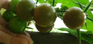 Charakteristika a opis odrody paradajok Dikovinka, jej výnos