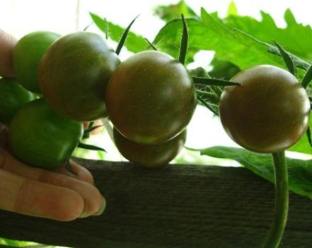 Dikovinka domates çeşidinin özellikleri ve tanımı, verimi