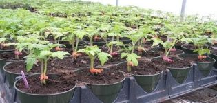 Anweisungen zur Verwendung von Kornevin beim Pflücken von Tomaten