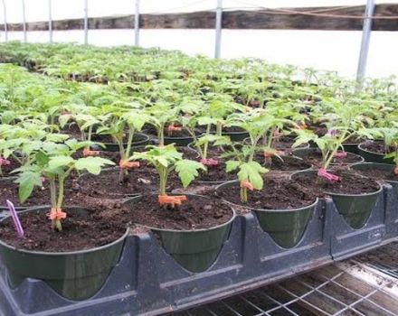 Instruktioner för hur man använder Kornevin vid plockning av tomater