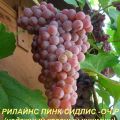 Beschrijving en kenmerken van de Rylines Pink Sidlis-druivensoort, geschiedenis en teeltregels