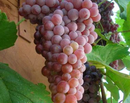 Penerangan dan ciri-ciri varieti anggur Rylines Pink Sidlis, sejarah dan peraturan penanaman