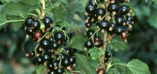Description of currant varieties Dar Smolyaninova, planting and care features