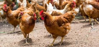 Beskrivelse af kyllinger af den røde Kuban-race og vedligeholdelsesregler