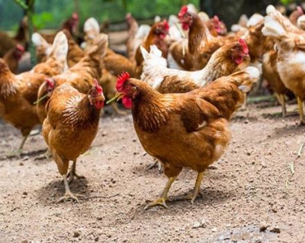Opis kurczaków rasy czerwonej Kuban i zasad utrzymania