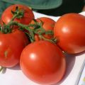 Description of the North Blush tomato variety and its characteristics