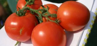 Descrição da variedade de tomate North Blush e suas características