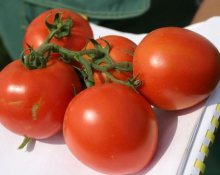 Opis odrody paradajok North Blush a jej vlastnosti