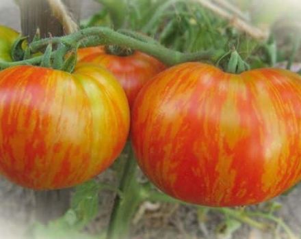 Descrizione della varietà di pomodoro Grasso Nostromo e sue caratteristiche