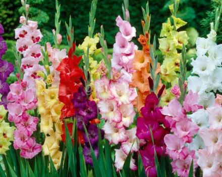 How to propagate gladioli with seeds, bulbs and children, preparation for planting