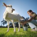 Čo robiť, ak koza nedáva mlieko úplne a metódy riešenia problému