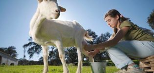 Co zrobić, jeśli koza nie daje całkowicie mleka i metod rozwiązania problemu