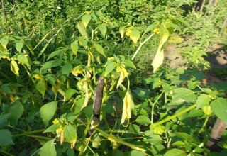 Aké sú choroby a škodcovia Physalis, prečo sa listy rastlín menia na žlté a ich ošetrenie