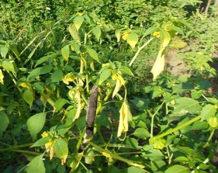 Quali sono le malattie e i parassiti del physalis, perché le foglie della pianta diventano gialle e il loro trattamento