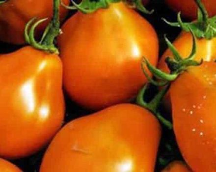 Descrizione della varietà di pomodoro Orange Pear, sue caratteristiche e produttività