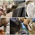 Govju apgriešanas rīki mājās un instrukcijas