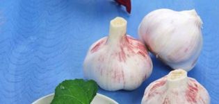Description of the reliable garlic variety, features of cultivation and care