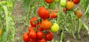 Περιγραφή της ποικιλίας ντομάτας Klepa, χαρακτηριστικά καλλιέργειας και φροντίδας