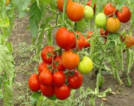 وصف صنف الطماطم Klepa ، ميزات الزراعة والرعاية