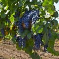 Malbec vīnogu selekcijas vēsture, apraksts un īpašības, audzēšana un kopšana