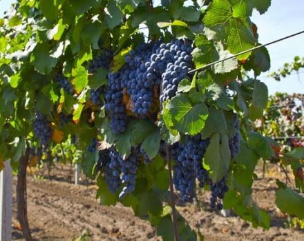 Breeding history, description and characteristics of Malbec grapes, cultivation and care