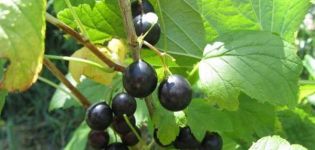 Description of wild currant (reis), where it grows, cultivation and care